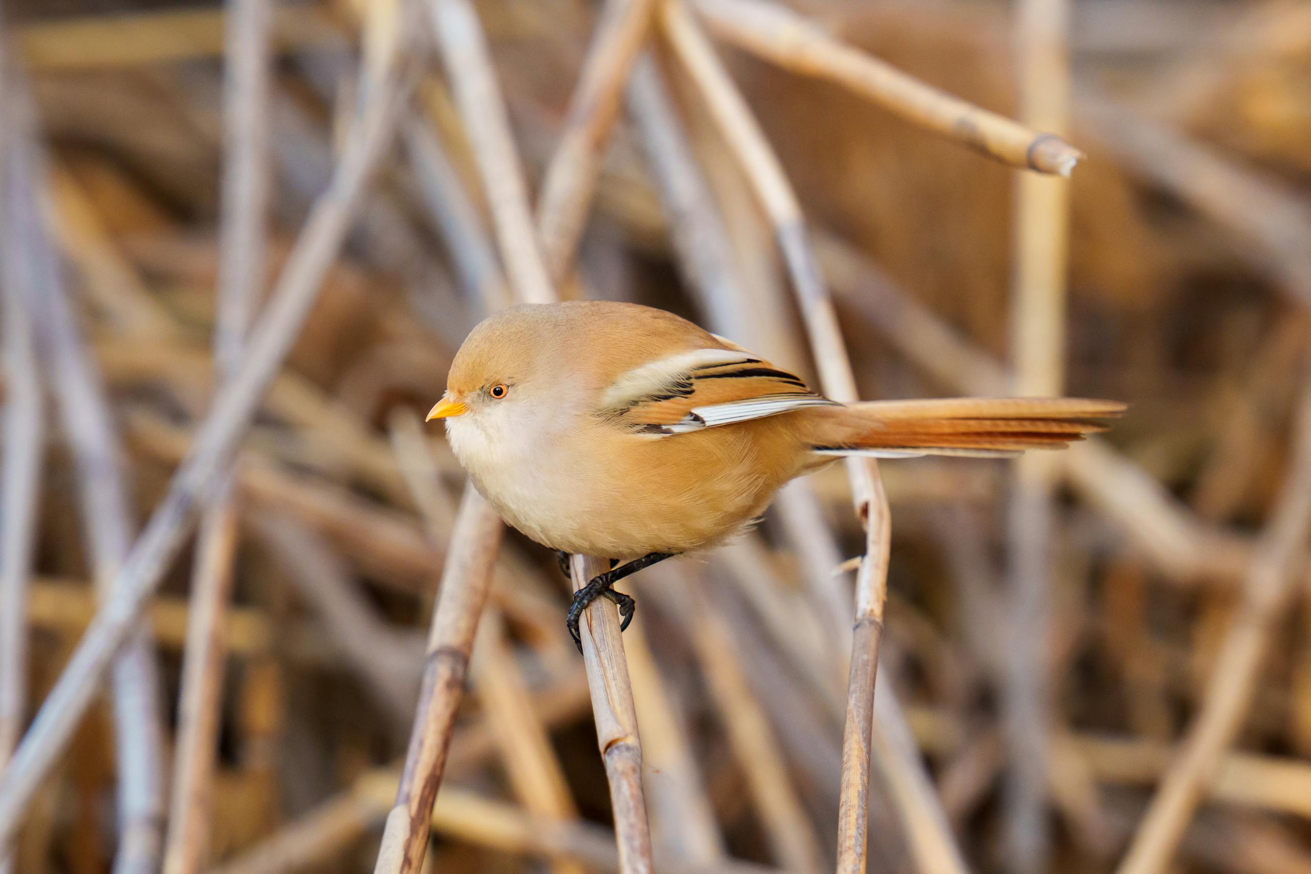 appareil photo pour photographe amateur de nature