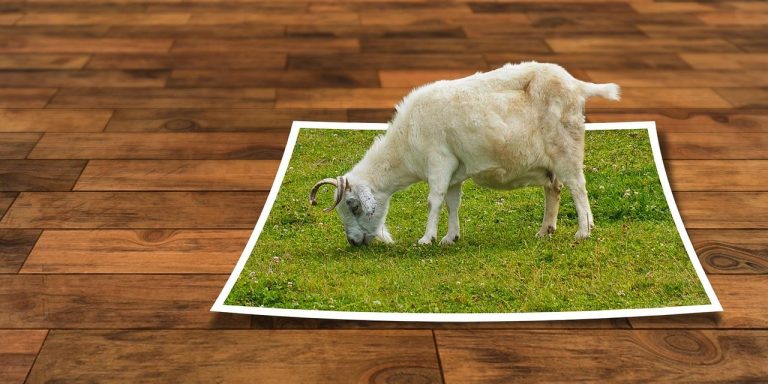 Améliorer la qualité d’une photo envoyée par WhatsApp