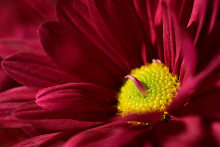 Photographier les couleurs d'un marché: conseils et astuces pour débutants